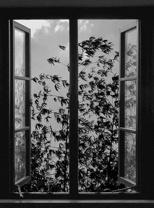 24 cuadros | ABBAS KIAROSTAMI (Película online completa)